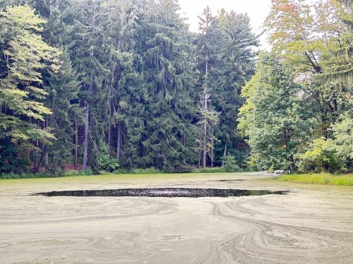 A serene pond surrounded by dense trees, with a circular area of clear water amidst green algae.