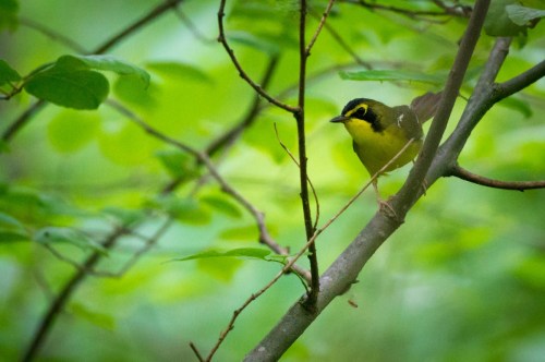 A small yellow bird perched on a branch, surrounded by green leaves in a blurred natural setting.