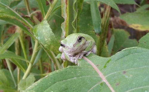 A small green frog perched on a leaf among lush green foliage.
