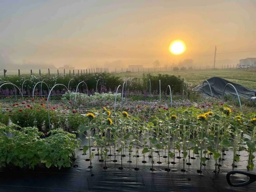 A vibrant flower garden at sunrise, with sunflowers and misty fields in the background.