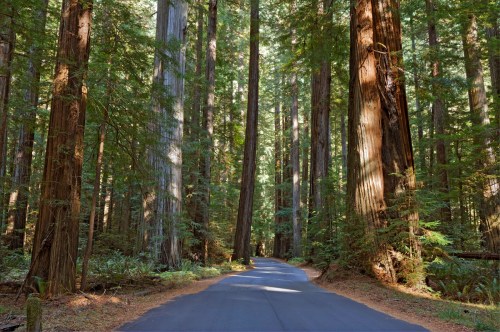 A winding road through a lush redwood forest, surrounded by towering trees and dappled sunlight.