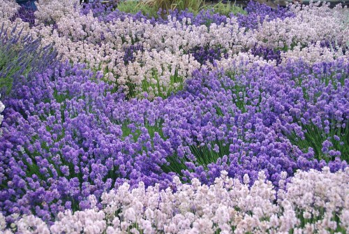 A vibrant field of blooming lavender in shades of purple and white, creating a beautiful floral landscape.