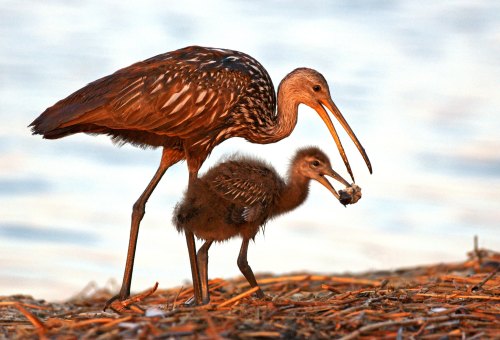 A parent bird stands beside a chick, both near water, with the adult holding food in its beak.