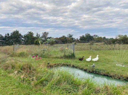 A grassy area with three ducks near a small pond, surrounded by trees and a fence under a cloudy sky.