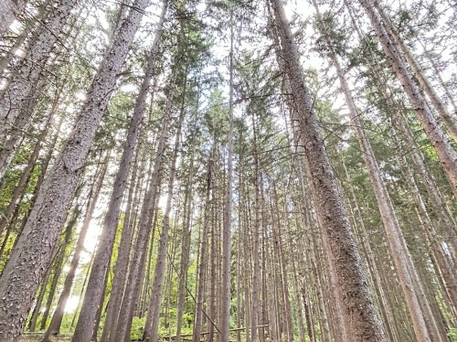 Tall trees stretch upward in a dense forest, with sunlight filtering through the branches.