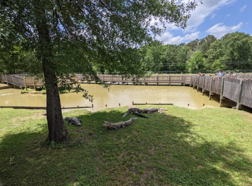 A view of a muddy pond with alligators resting on the bank, surrounded by trees and wooden walkways.