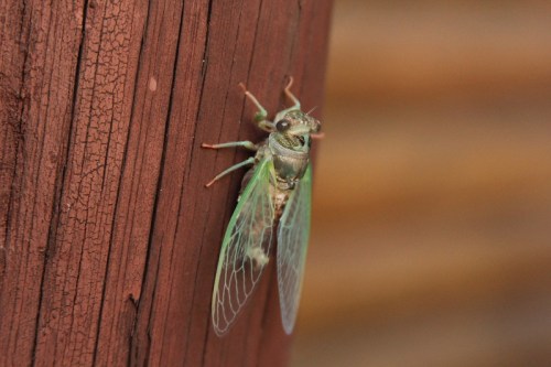 A close-up of a green cicada perched on a wooden post, showcasing its delicate wings and intricate body details.
