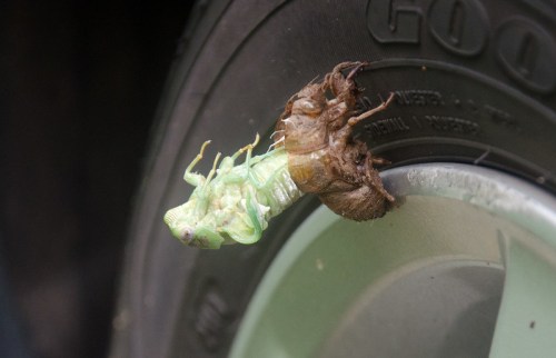 A green cicada emerging from its brown exoskeleton, resting on a car tire.