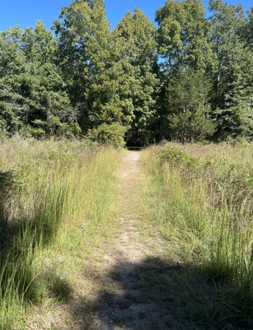 A dirt path leads through tall grass and trees under a clear blue sky.