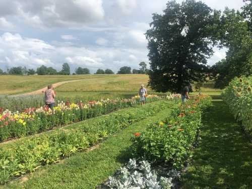 Two people walk through a vibrant flower garden with rows of colorful blooms under a partly cloudy sky.