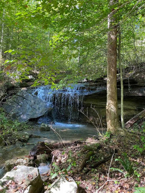 A serene waterfall cascades over rocks, surrounded by lush green trees and foliage in a peaceful forest setting.