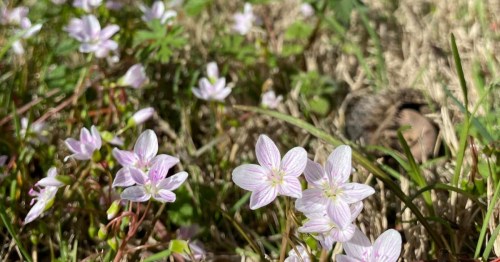 A close-up of delicate pink flowers blooming among green grass and foliage.