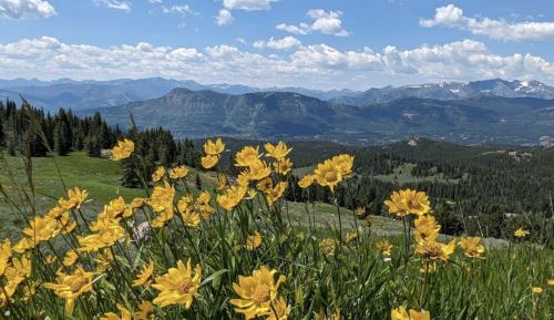 A vibrant field of yellow flowers in the foreground, with a panoramic mountain view under a blue sky and fluffy clouds.