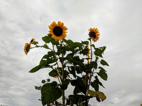 Two tall sunflowers with bright yellow petals against a cloudy sky.