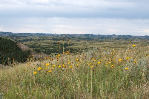 A scenic view of rolling hills and valleys, dotted with yellow wildflowers under a cloudy sky.