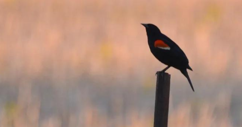 A silhouette of a black bird with a red shoulder perched on a post against a blurred, soft background.