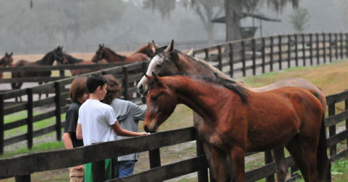 Two horses interact over a fence while three children watch in a misty, rural setting.