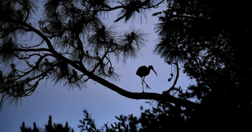 A silhouette of a bird perched on a tree branch against a twilight sky.
