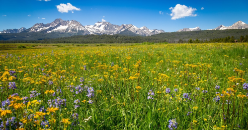 A vibrant meadow filled with yellow and purple wildflowers, set against a backdrop of snow-capped mountains and blue sky.