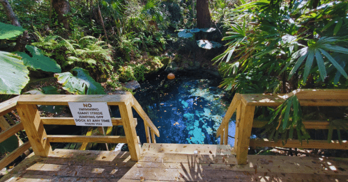 A wooden deck overlooks a serene, clear blue swimming hole surrounded by lush greenery and tropical plants.