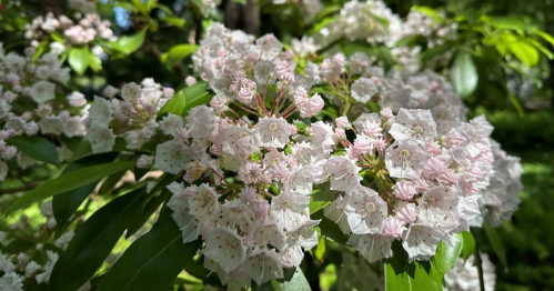 Close-up of delicate pink and white flowers blooming among lush green leaves.