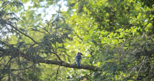 A blue jay perched on a branch surrounded by lush green foliage in bright sunlight.