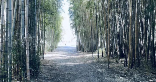 A serene pathway lined with tall bamboo trees, leading to a bright, open area in the distance.