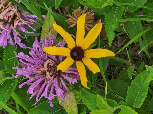 A vibrant yellow flower with a dark center surrounded by purple flowers and green grass.