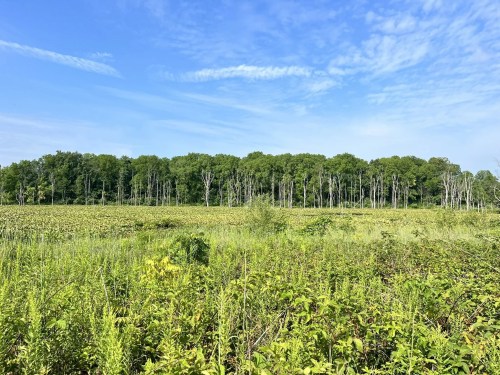 Lush green field with tall trees in the background under a clear blue sky.