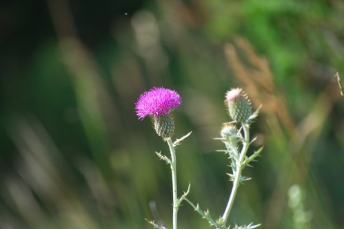 A close-up of two thistle flowers, one fully bloomed with vibrant purple petals and the other in a bud stage.