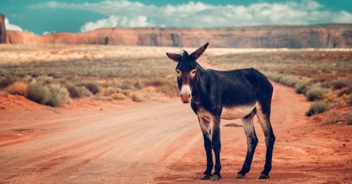 A donkey standing against the Arizona landscape.