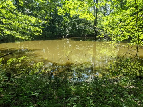 A serene pond surrounded by lush green trees and reflections on the water's surface.