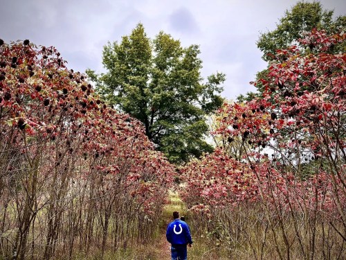 A person walks down a path surrounded by vibrant red foliage and tall trees under a cloudy sky.