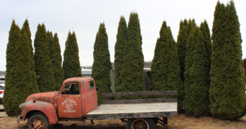 An old red truck parked beside tall, green conifer trees against a cloudy sky.