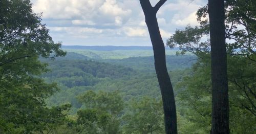 A scenic view of rolling green hills and trees under a cloudy sky, framed by two tall trees in the foreground.