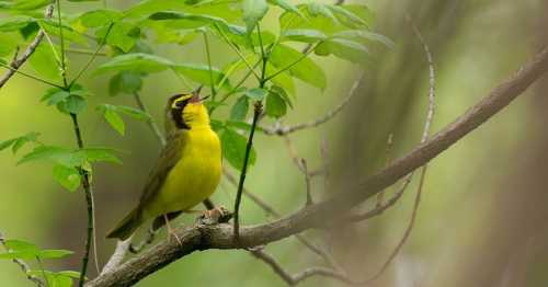 A yellow bird perched on a branch, singing amidst green leaves in a natural setting.