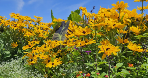 A vibrant field of yellow flowers under a clear blue sky, surrounded by green foliage and colorful blooms.