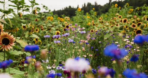A vibrant field of colorful wildflowers, including sunflowers and blue cornflowers, under a cloudy sky.