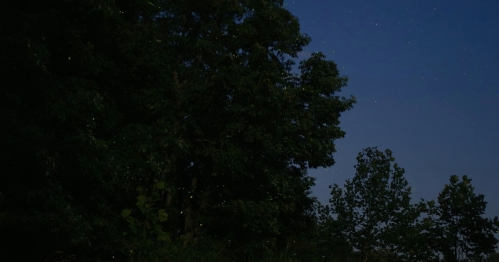 A dark night sky filled with stars, illuminated by glowing fireflies near trees.
