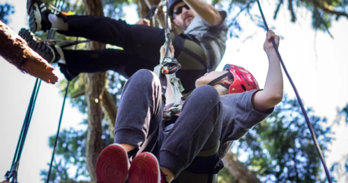A person in a red helmet is being lowered from a tree by another person, both are harnessed and surrounded by greenery.