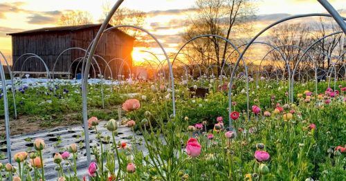 A vibrant flower field at sunset, with colorful blooms and a rustic barn in the background.