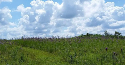 A lush green field with wildflowers under a bright blue sky filled with fluffy white clouds.