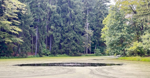 A serene pond surrounded by tall trees, with green algae covering the water's surface.
