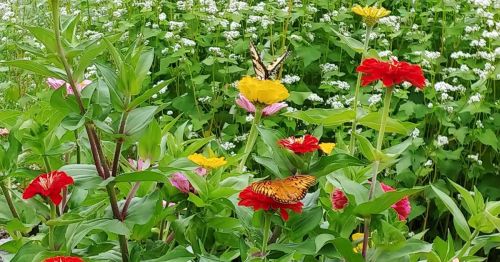 A vibrant garden filled with colorful flowers and butterflies fluttering among them.