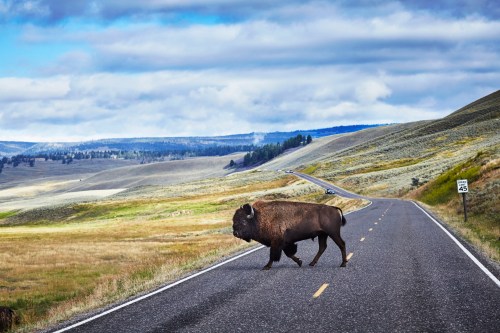 A bison crosses a rural road surrounded by rolling hills and a cloudy sky.