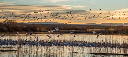 A serene sunset over a wetland, with flocks of birds flying above and a group of white birds resting on the water.