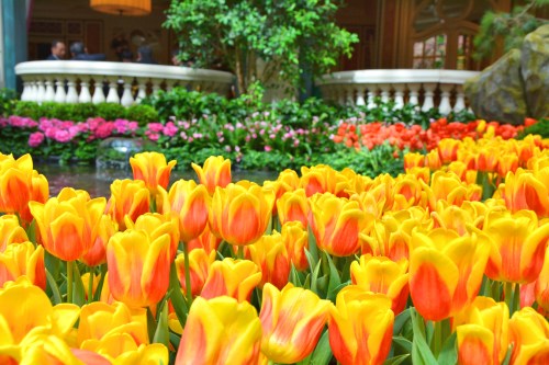 Vibrant yellow and orange tulips in the foreground, with a lush garden and colorful flowers in the background.