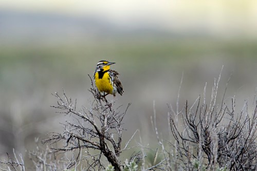 A yellow-breasted bird perched on a dry branch in a blurred natural landscape.