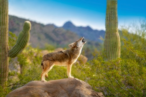 A coyote howls atop a rock in a desert landscape, surrounded by cacti and mountains in the background.