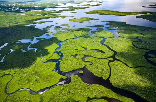 Aerial view of lush green wetlands with winding waterways and reflections in the water.